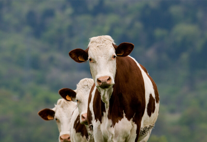 Vache de race Montbéliarde pour l'Emmental de Savoie IGP