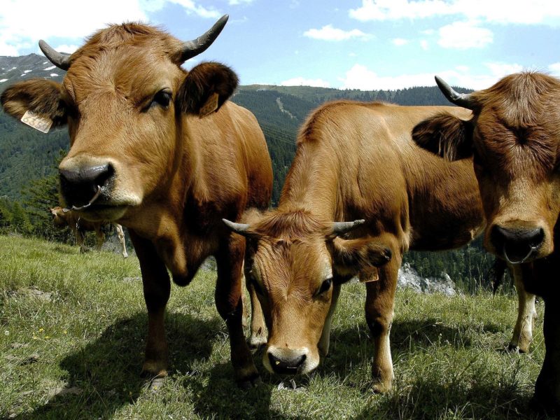 Vache de race Tarine pour l'Emmental de Savoie IGP